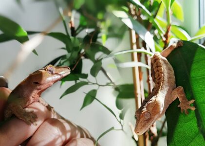 Рацион реснитчатого геккона бананоеда